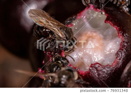 Black Stingless Bee 76931348