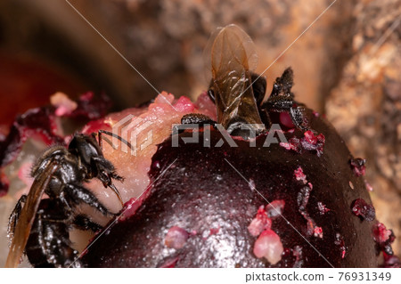 Black Stingless Bee 76931349