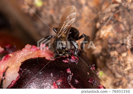 Black Stingless Bee 76931350