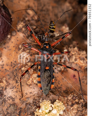 Assassin Bugs preying on a wasp Assassin Bugs preying on a wasp 76931352