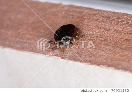 Burrowing Bug Burrowing Bug 76931380