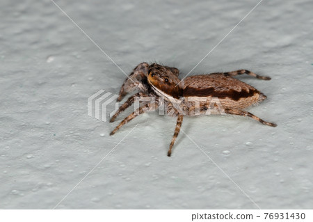 Female Adult Gray Wall Jumping Spider Female Adult Gray Wall Jumping Spider 76931430