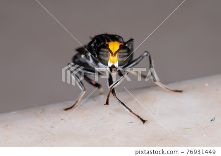 Adult Soldier Fly Adult Soldier Fly 76931449