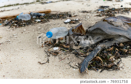Sea turtle carcass washed up on the coast Marine debris problem Environmental destruction image 76931758