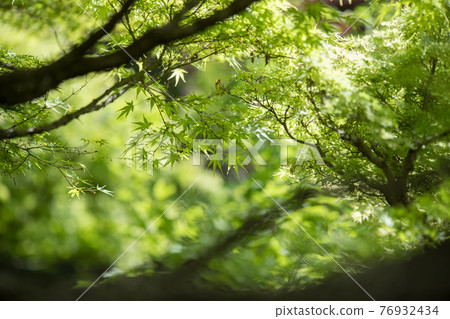 Fresh green autumn leaves April 76932434