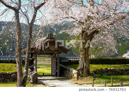 Spring Ichijodani Karamon Spring Ichijodani Karamon 76932763