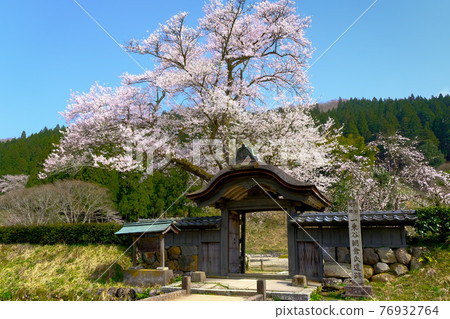 Spring Ichijodani Karamon 76932764