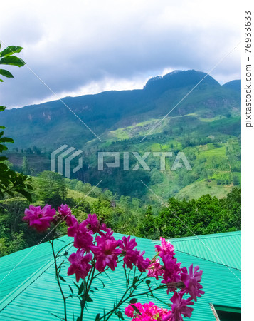 Tea plantations in Nuwara Eliya, Sri Lanka Tea plantations in Nuwara Eliya, Sri Lanka 76933633
