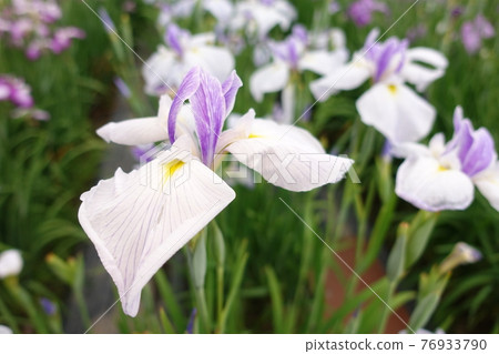 Iris iris Iris iris 76933790