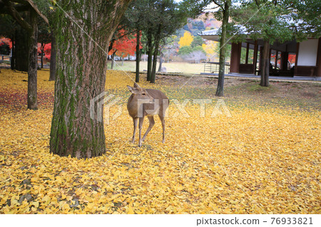 deer walk in the yellow meadow at japan deer walk in the yellow meadow at japan 76933821