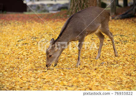 deer walk in the yellow meadow at japan deer walk in the yellow meadow at japan 76933822