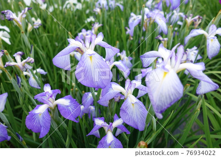 虹膜虹膜 虹膜虹膜 76934022