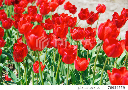 [Variety: Benbanzanten] Tulips with bright red petals 76934359