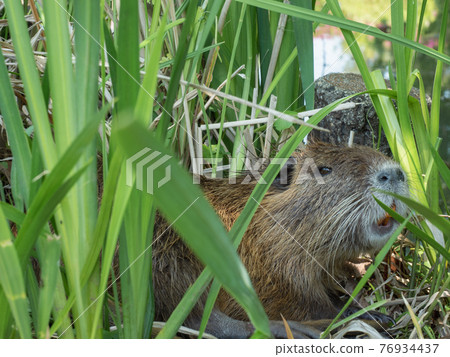 Nutria 76934437