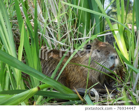 Nutria Nutria 76934447