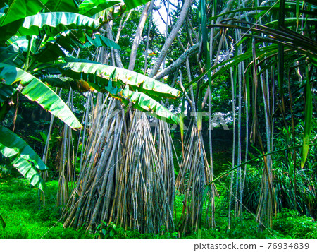 Royal Botanical garden Peradeniya. Sri Lanka 76934839