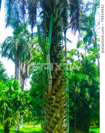 Royal Botanical garden Peradeniya. Sri Lanka Royal Botanical garden Peradeniya. Sri Lanka 76934842