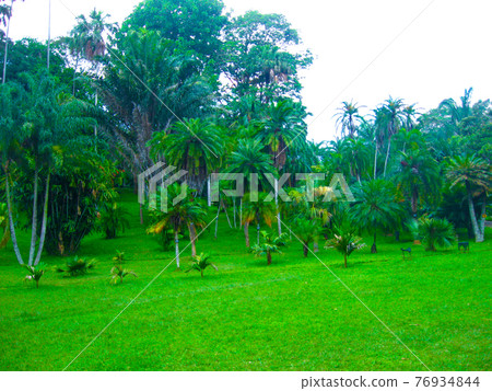 Royal Botanical garden Peradeniya. Sri Lanka Royal Botanical garden Peradeniya. Sri Lanka 76934844