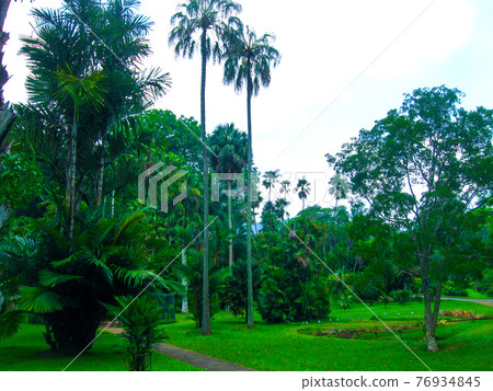 Royal Botanical garden Peradeniya. Sri Lanka Royal Botanical garden Peradeniya. Sri Lanka 76934845