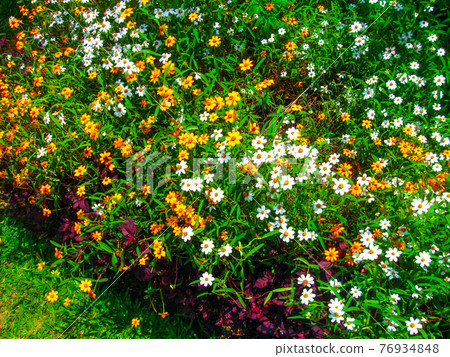 Royal Botanical garden Peradeniya. Sri Lanka 76934848