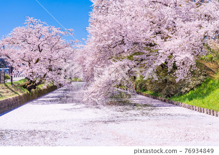 Hirosaki Park Flower Raft 76934849