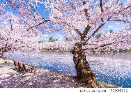 Hirosaki Park western moat 76934852