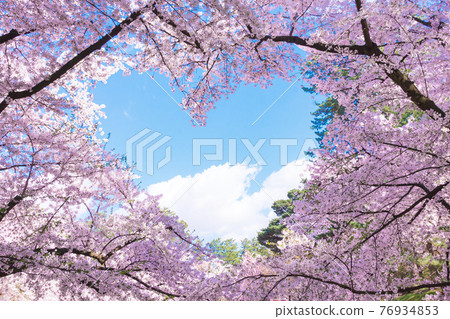 像心形的弘前公園櫻花 像心形的弘前公園櫻花 76934853