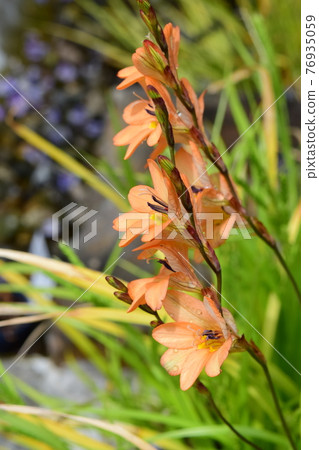 Tritonia flowers 76935059