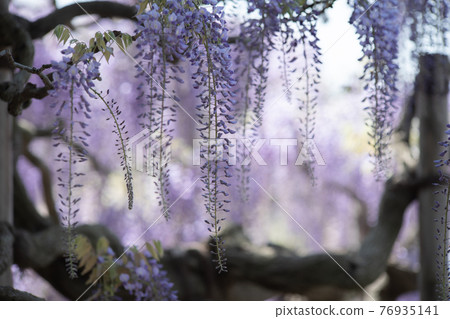Sunny days and wisteria flowers in full bloom April Sunny days and wisteria flowers in full bloom April 76935141