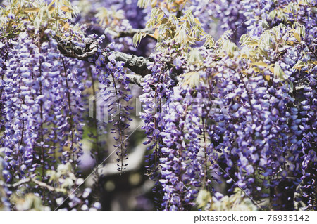 Sunny days and wisteria flowers in full bloom April Sunny days and wisteria flowers in full bloom April 76935142