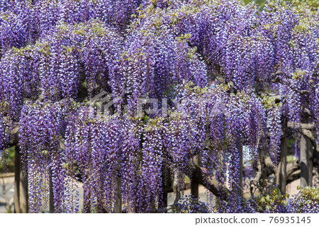 Sunny days and wisteria flowers in full bloom April Sunny days and wisteria flowers in full bloom April 76935145
