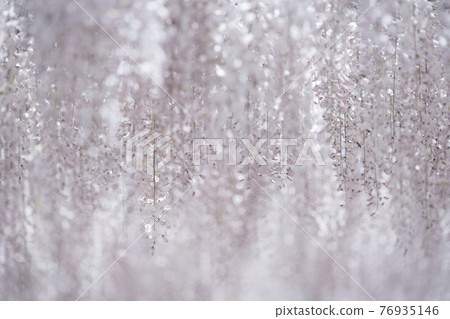 Sunny days and wisteria flowers in full bloom April Sunny days and wisteria flowers in full bloom April 76935146