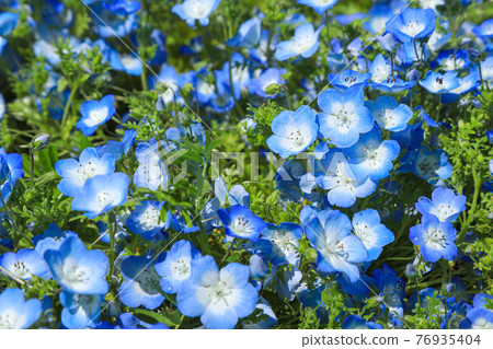 Nemophila flowers in full bloom 76935404