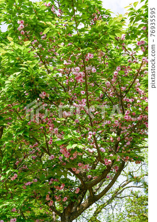 兼六園的櫻花風景 兼六園的櫻花風景 76935595