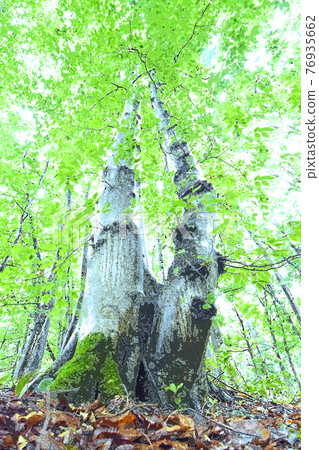 Bud of forests and forest of fresh green 76935662
