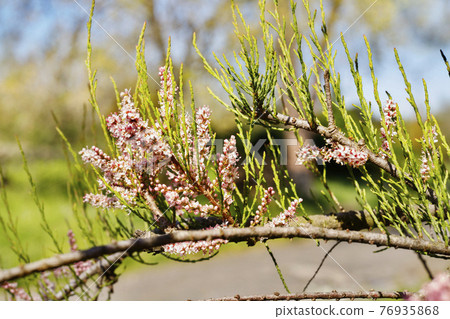 Pink flowers of saltcedar tamarix tree 76935868