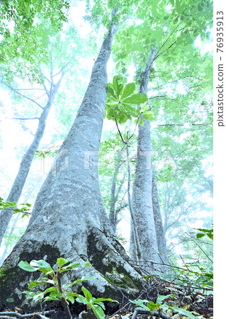 Bud of forests and forest of fresh green Bud of forests and forest of fresh green 76935913