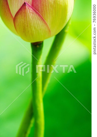 蓮花 蓮花 76936000