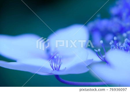 hydrangea hydrangea 76936097