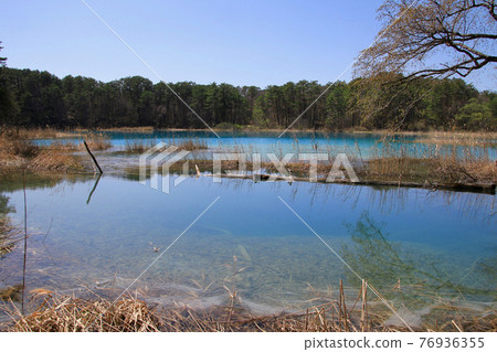 春天的五色沼/弁天沼（福島縣/裡磐梯） 76936355