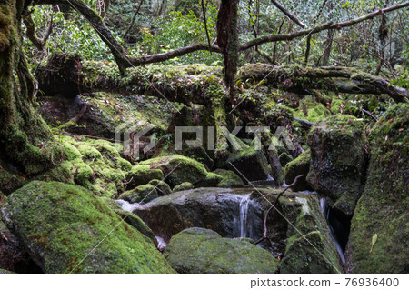Yakushima Shiratani Unsuikyo Taikoiwa Round-Trip Course 76936400