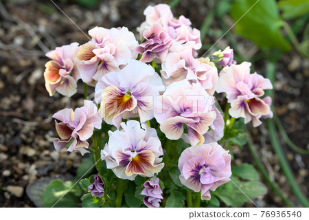 Purple viola Purple viola 76936540