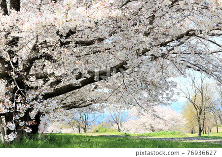 大櫻桃樹 76936627