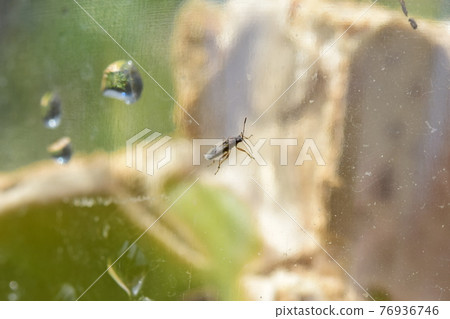 False beetle 76936746