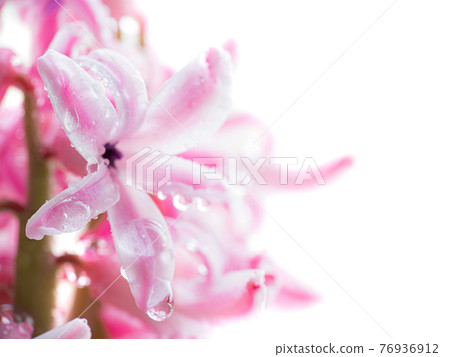 Flower hyacinth pink color close-up isolated 76936912