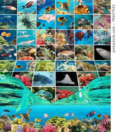 Underwater world. Coral fishes of Red sea. 76937042