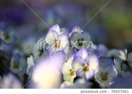 White and blue viola White and blue viola 76937061