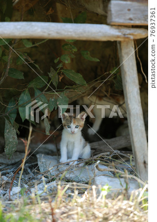 Cute little homeless kitten on the street in summer. 76937361