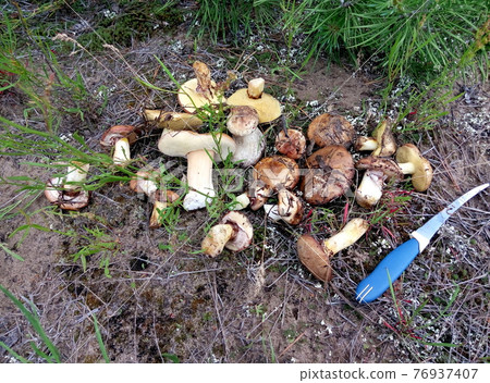 Mushrooms. Beautiful forest mushrooms on green background Mushrooms. Beautiful forest mushrooms on green background 76937407