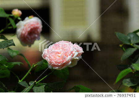 Beautiful roses blooming in the garden 76937451